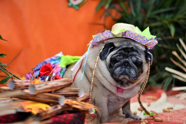 istock Miss hillbilly pug at junina canine party 688121398