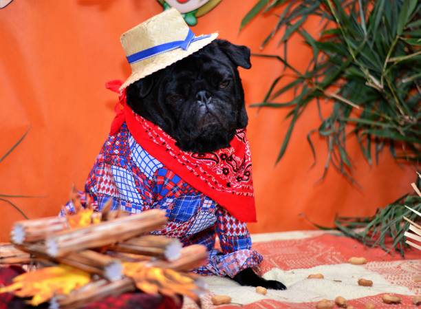 istock Black pug at St. John's bonfire 688121544