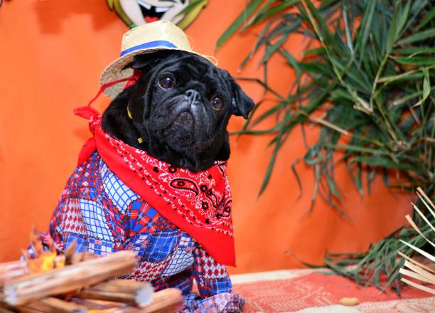 istock Lord pug hillbilly at junina party 688121556