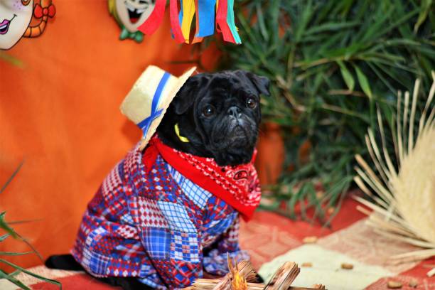 istock Black pug at junina dogs party 688121584