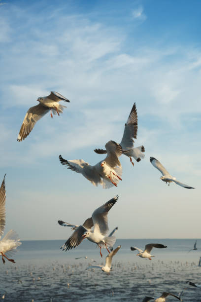 istock Birds racing to catch food 688127782