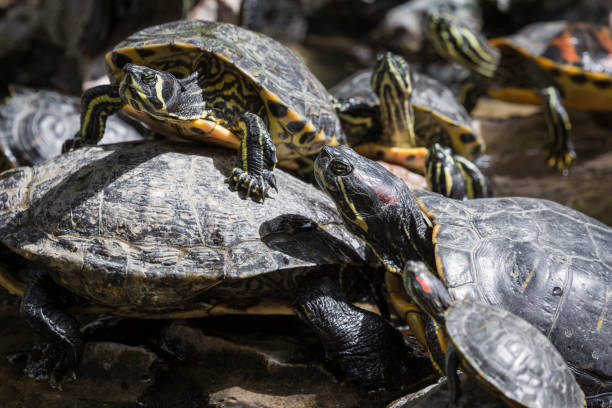 Western painted turtle (chrysemys picta) sitting on rock basking in late morning sun in fresh water pond.