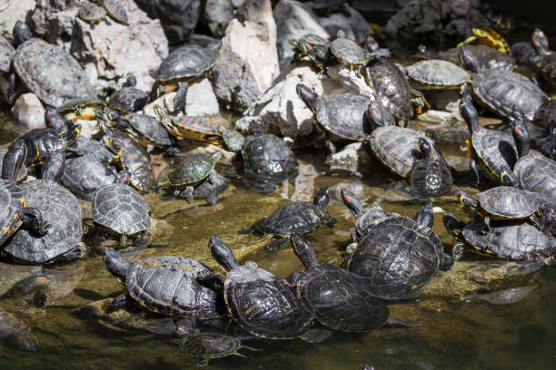 Western painted turtle (chrysemys picta) sitting on rock basking in late morning sun in fresh water pond.