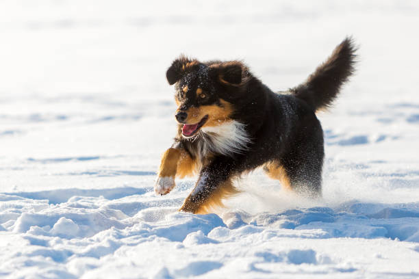 istock Australian Shepherd dog playing in the snow 688136058