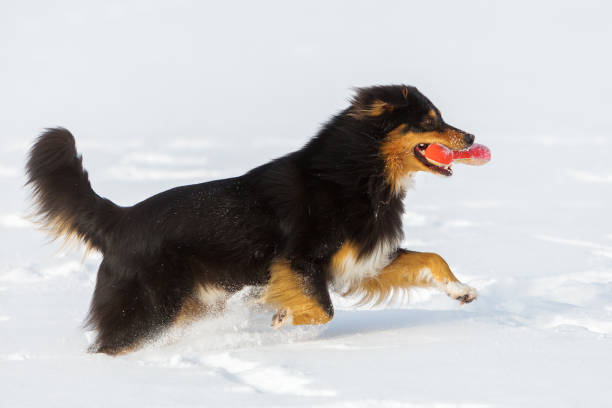 istock Australian Shepherd dog playing in the snow 688136244