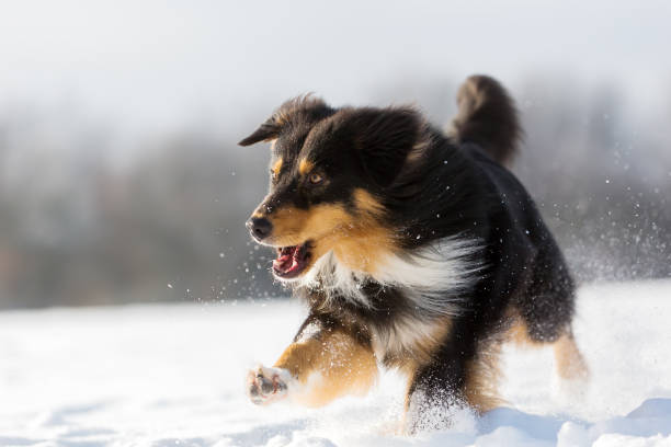 istock Australian Shepherd dog playing in the snow 688136322