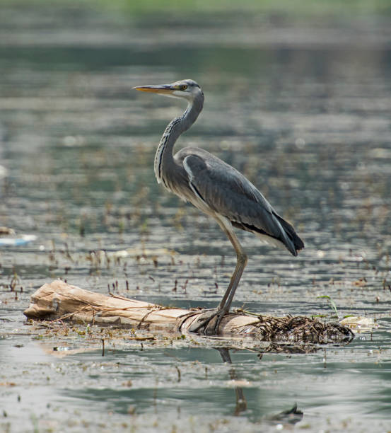istock Grey heron perched on wooden log in river 688147256
