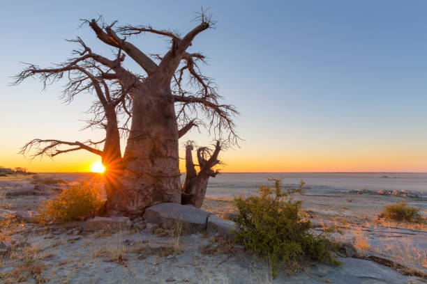 istock Sunset at Kubu Island 688150394