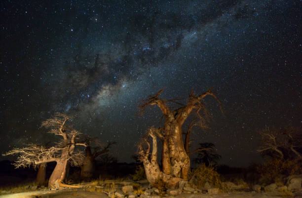 istock Baobab trees under the milkyway 688154328