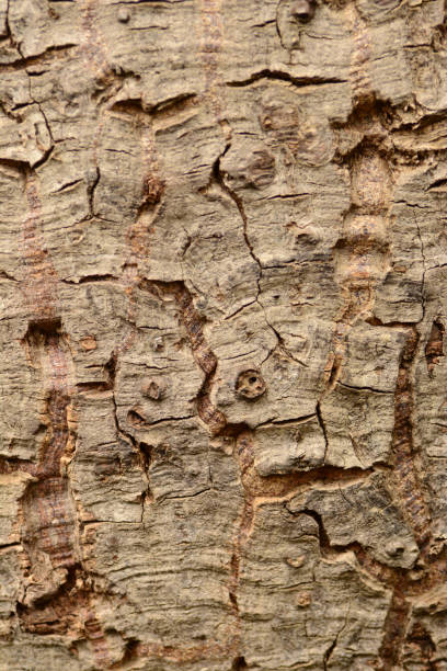istock Bark of the chorisia speciosa tree. 688154942