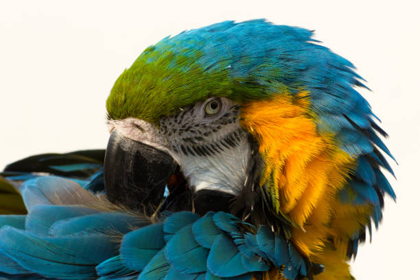 Blue-and-yellow macaw, parrot Ara ararauna Blue-and-yellow macaw, pose parrot. Parrot on the white backround. lontra longicaudis stock pictures, royalty-free photos & images