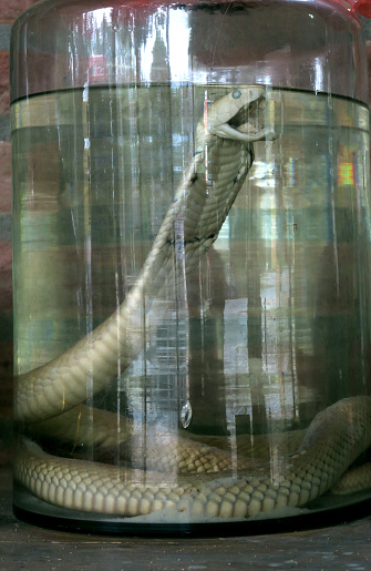 homemade corn moonshine with a dead cobra in the jar - in traditional folklore of the area, the cobra increases male virility, for sale at an outside market near Hanoi, Vietnam