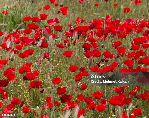 Poppy Field Stock Photo - Download Image Now - Back Lit, Beauty In Nature, Color Image