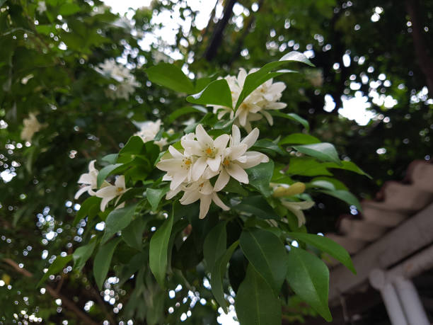 istock Orange Jessamine flower bouquet 688163758