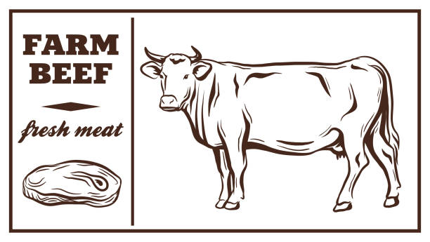 Beef Cow Vector