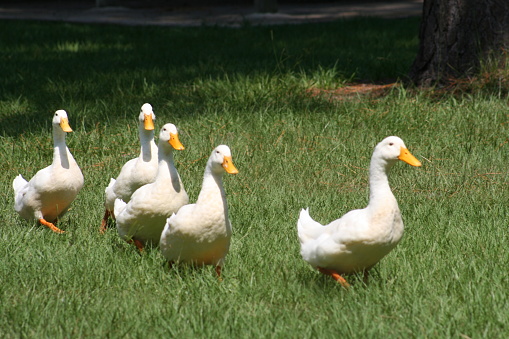 Five white ducks walking in a row on the green grass.