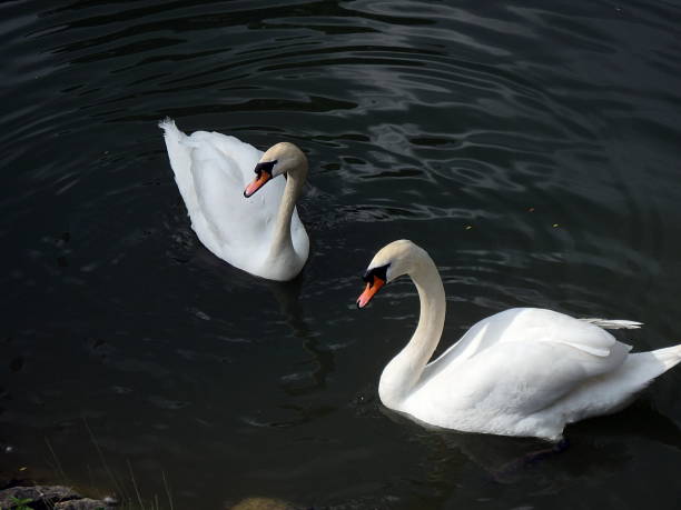 istock Family of swans, 688173016