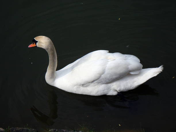 istock Family of swans, 688173076
