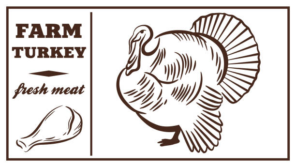 육류 제품의 레이블입니다. 터키. 가금류 고기 - poultry shears stock illustrations