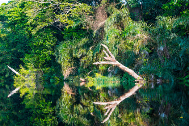 Shoreline of a jungle river in tropical rainforest, Congo.