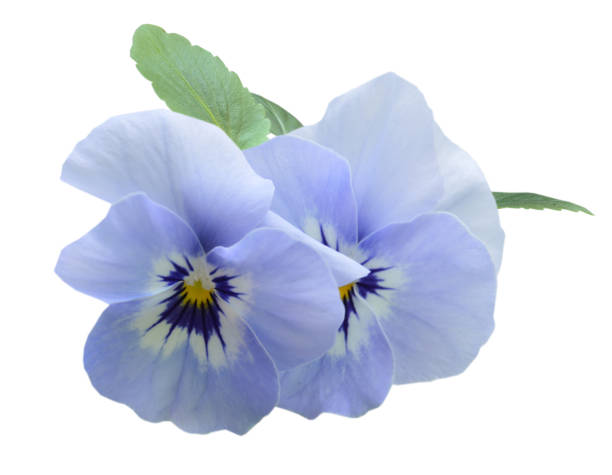 Purple pansy flower plant isolated on white