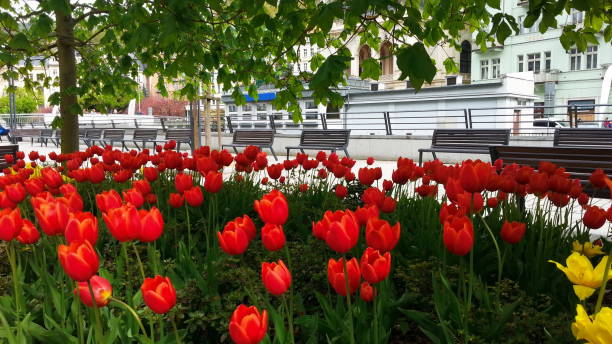istock Red tulips in Karlovy Vary 688174658