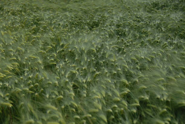 Cereals in the field - Germany