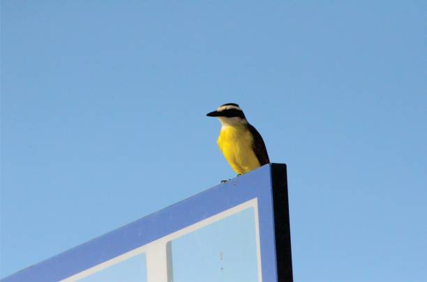 istock Well-i've seen you 688183470