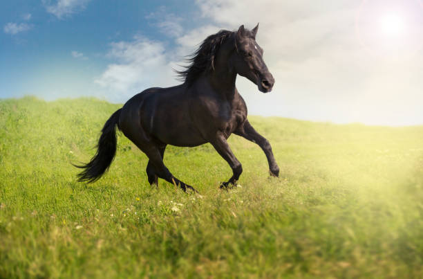 istock Black horse runs on a green field on clouds background 688183676