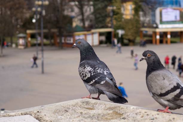 istock Mating pigeons in the park. 688183782
