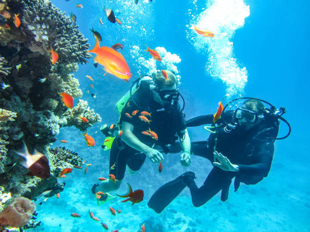 水中ダイビングの下で潜ることを学ぶ。エジプトの観光地でのエンターテイメント - underwater diving scuba diving underwater reef ストックフォトと画像