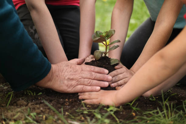 istock Planting Swiss Chard in a Garden 688191582