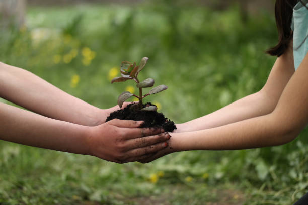 istock Hands holding small white flower in dirt 688192052