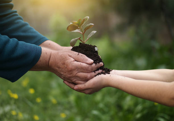 istock Seedling little plant in child hands 688192082