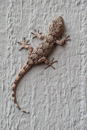 exemplar of moorish wall gecko, Tarentola mauritanica