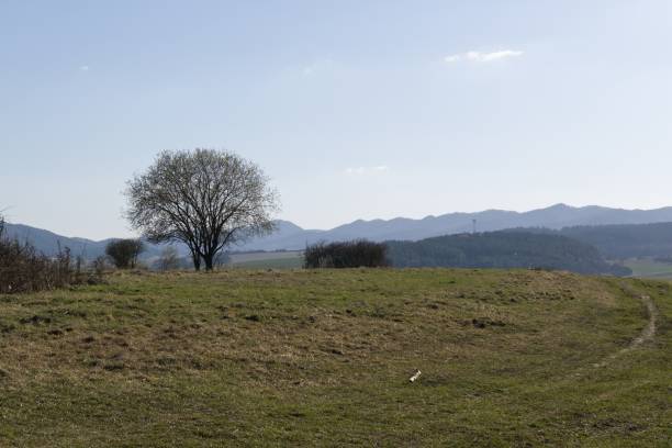 istock Meadow with trees and views to mountains and toen. 688199582