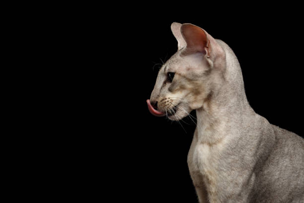 istock Peterbald cat on isolated black background 688206360