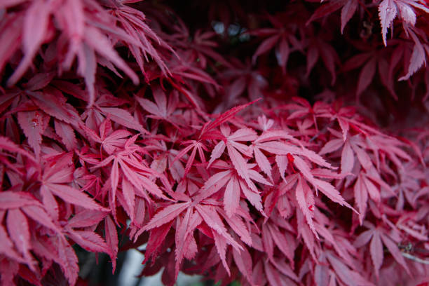 acero giapponese con foglie rosse (acer palmatum) - japanese maple foto e immagini stock
