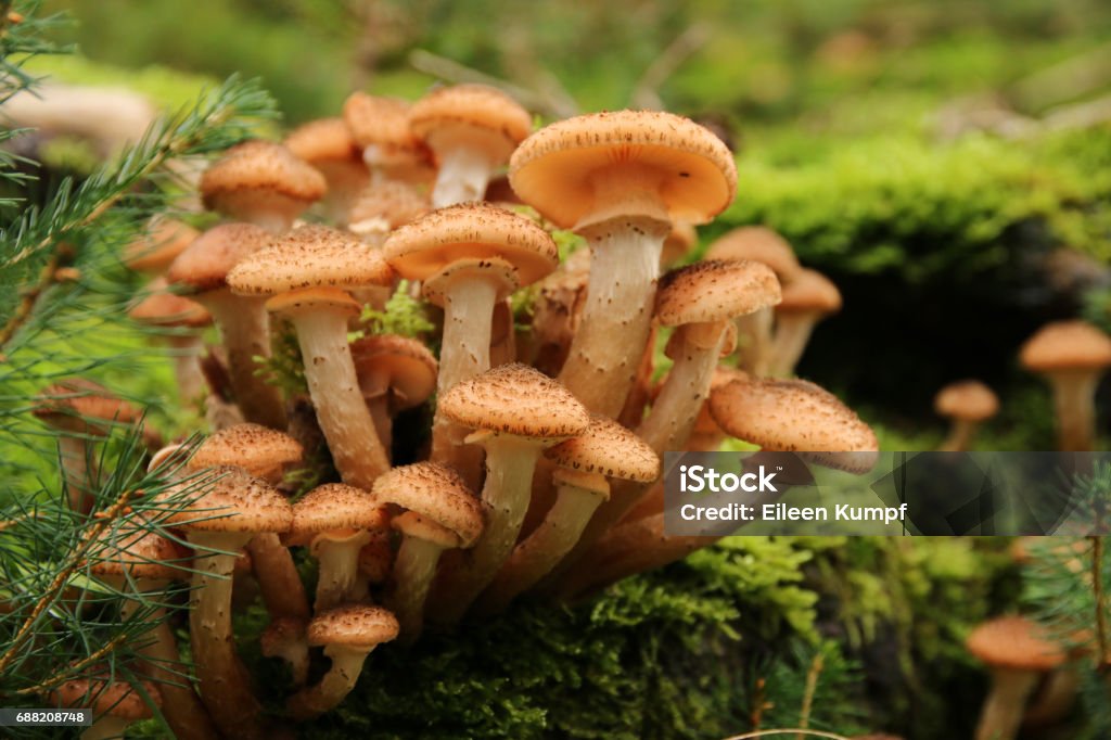 honey fungus Edible mushroom Close-up Stock Photo