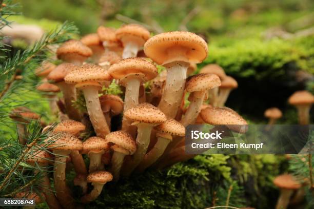Honey Fungus Stock Photo - Download Image Now - Close-up, Compost, Courthouse