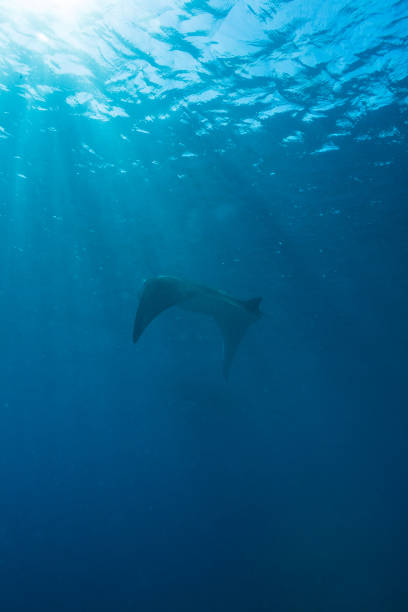 istock Manta Ray with Sun Rays near Sea Surface 688210394