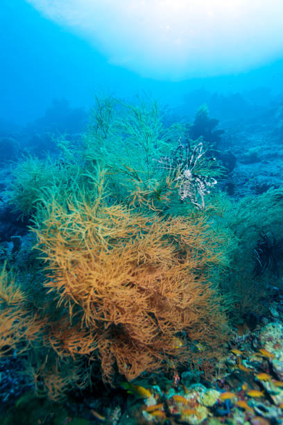 istock Colorful Tropical Reef Landscape 688210456