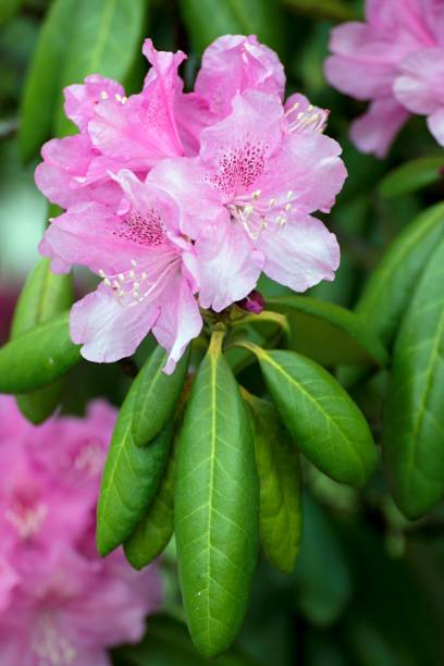 istock Growing flowers in a park in the spring 688214548