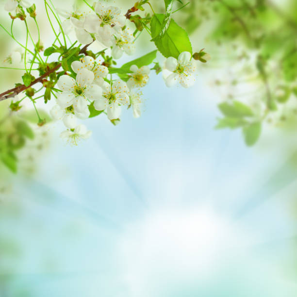 istock Spring floral background - abstract nature concept with blue sky, leaves and flowers 688225440
