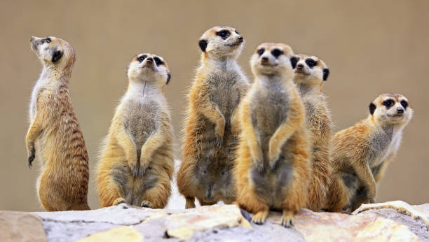 istock Group of watching surricatas outdoor 688225798