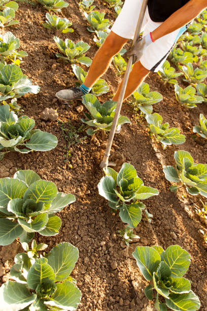 istock farmer weeding the cabbage field with hoe 688225808