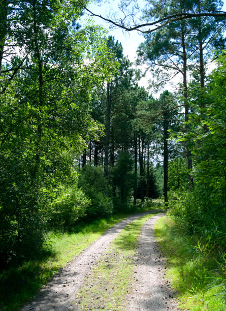 istock Denmark: Forest path in North Jutland on a sunny day in August 688226066