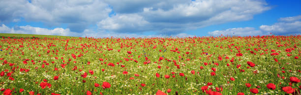 istock Wild poppy flowers on blue sky background 688229508