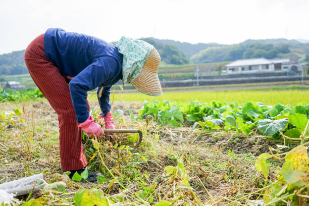 istock Woman working in the field 688229696