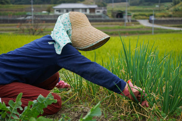 istock Woman working in the field 688230248